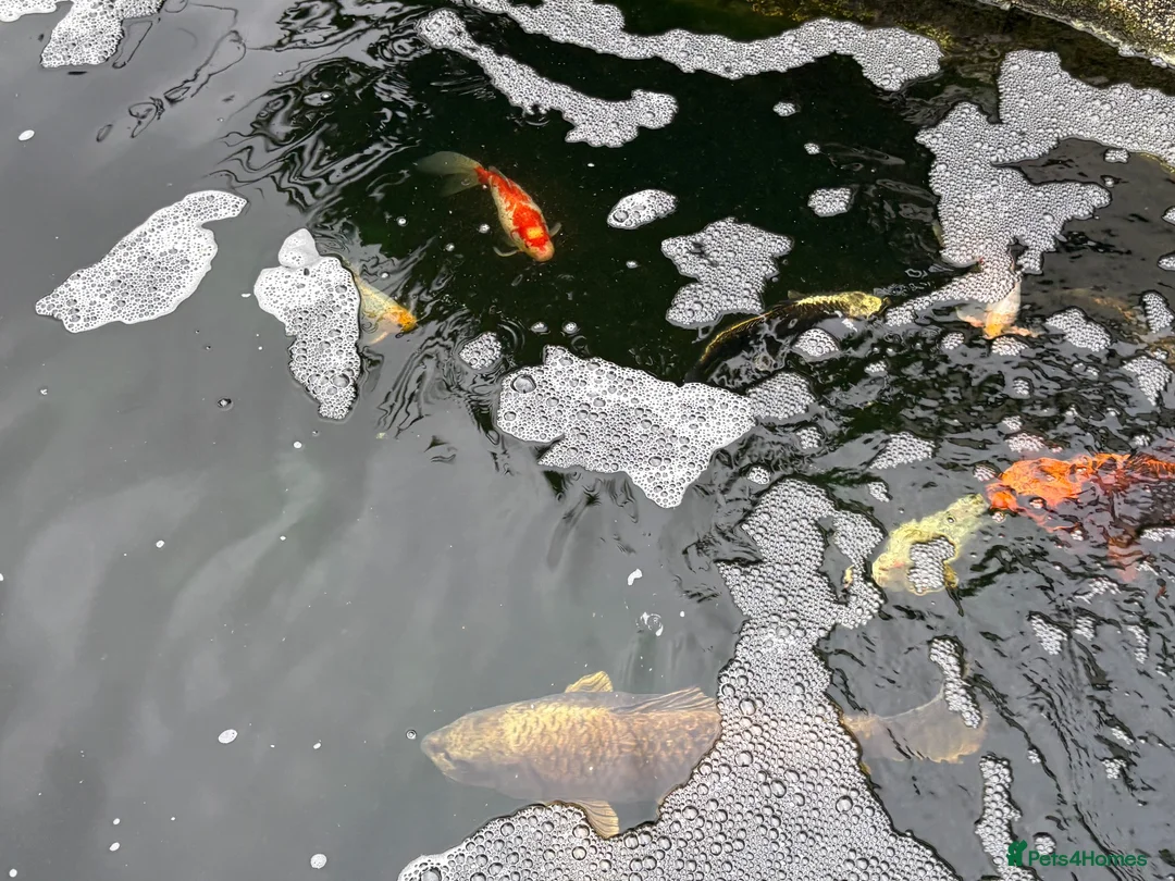 Other/Mixed Breed fish for sale:  8 Healthy Mature Pond Fish Job Lot  in Caerphilly - Advert 2