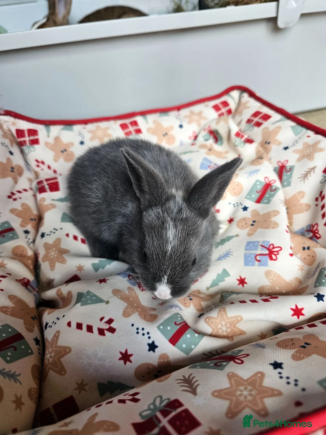 Netherland Dwarf rabbits for sale: Baby bunny - Advert 27
