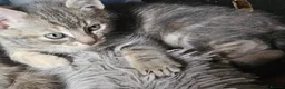 Mixed Breed cats for sale: 4 Gorgeous and playful kittens - Advert 2