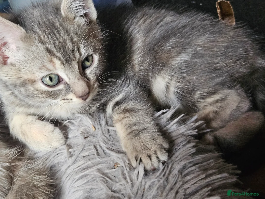 Mixed Breed cats for sale: 4 Gorgeous and playful kittens - Advert 2