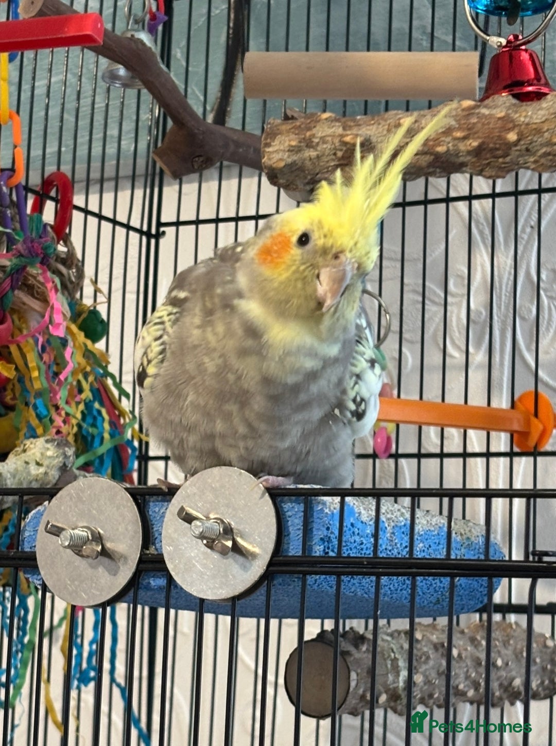 Cockatiels birds for sale: Rocky pied cockatiel F - Advert 4