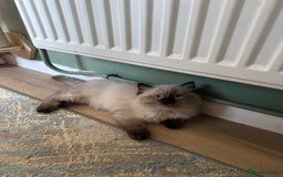Ragdoll cats for sale: Beautiful seal point male - Image 1