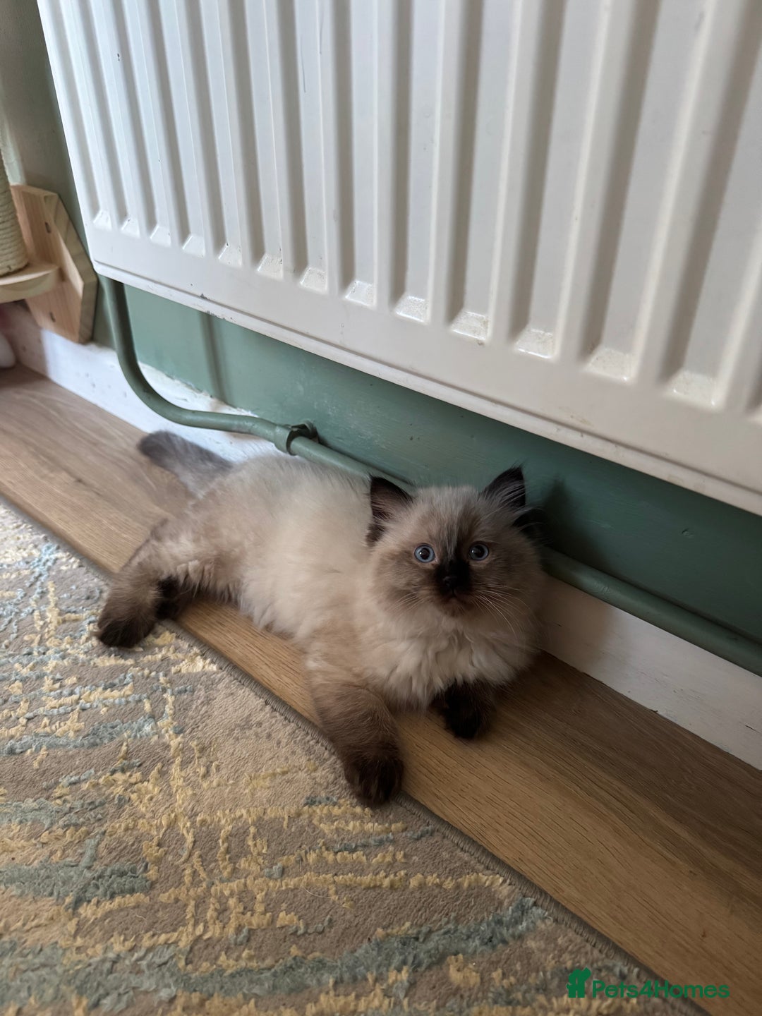Ragdoll cats for sale: Beautiful seal point male - Image 1