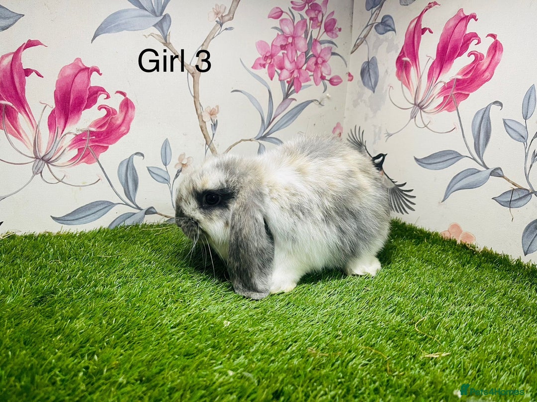 Mini Lop rabbits for sale: Male mini lop baby rabbit  - Advert 3
