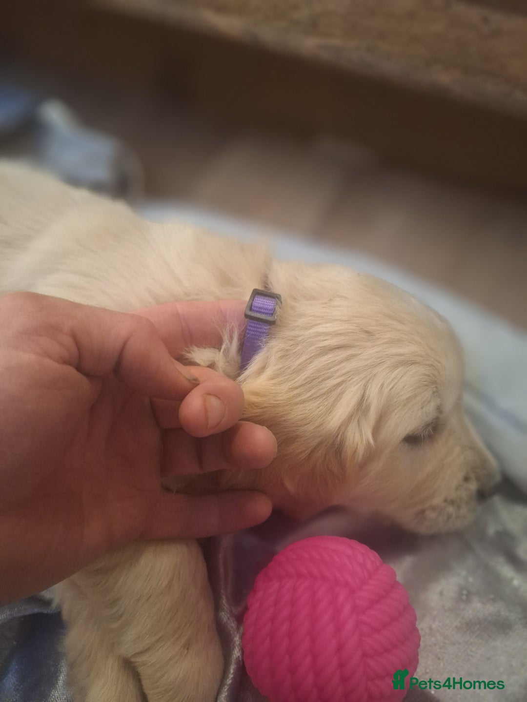 Golden Retriever dogs for sale: ⭐️⭐️Gorgeous White Golden Retriever Pups⭐️⭐️ - Advert 7