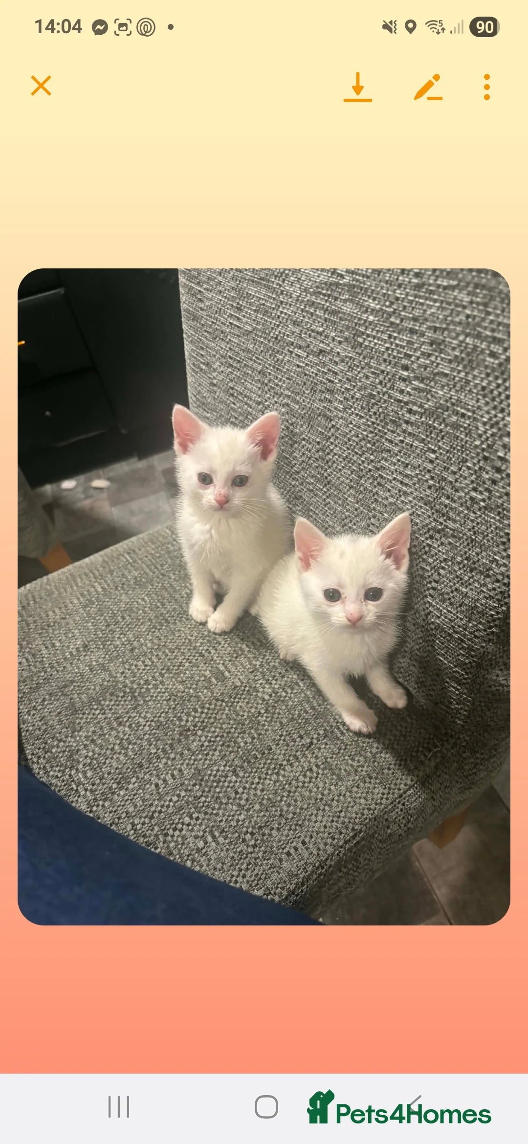 Mixed Breed cats for sale: Kittens  - Advert 3