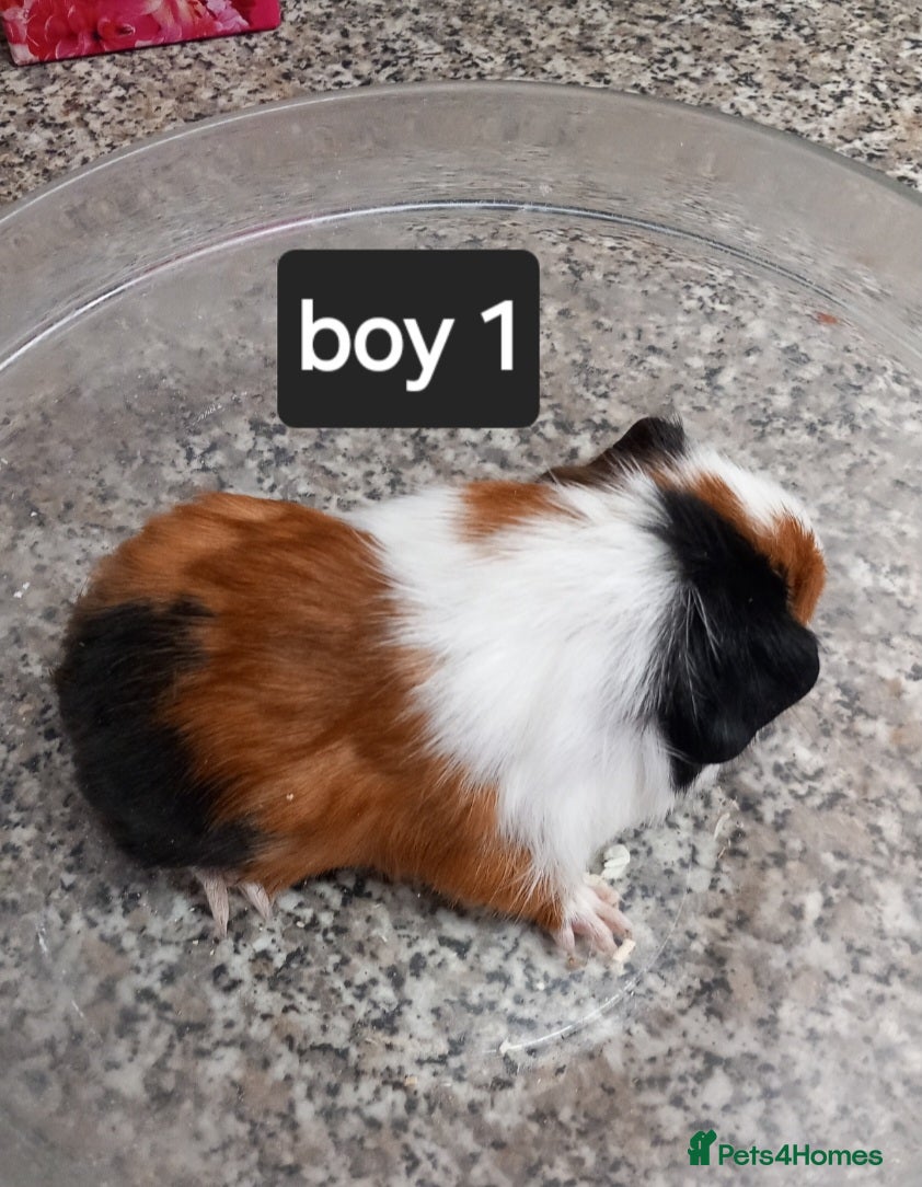 Guinea Pig rodents Baby guineapigs ready now  - Advert 17