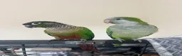Mixed Breed birds for sale: Quaker and Green cheek conure to rehome  - Advert 2