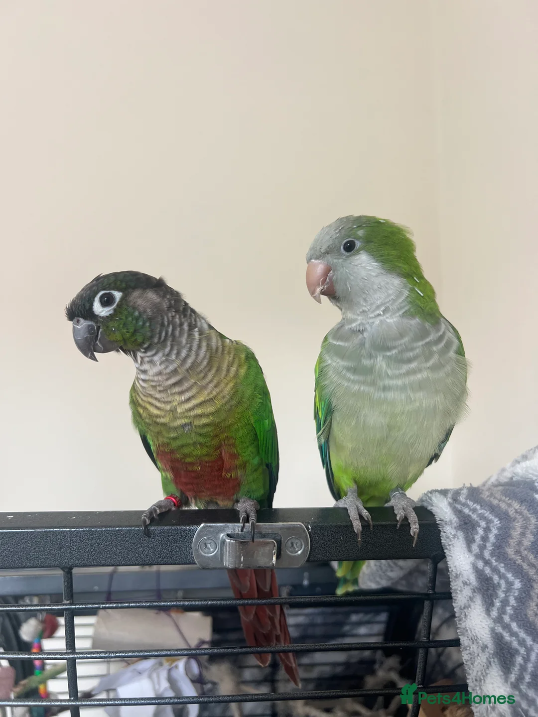 Mixed Breed birds for sale: Quaker and Green cheek conure to rehome  - Advert 2