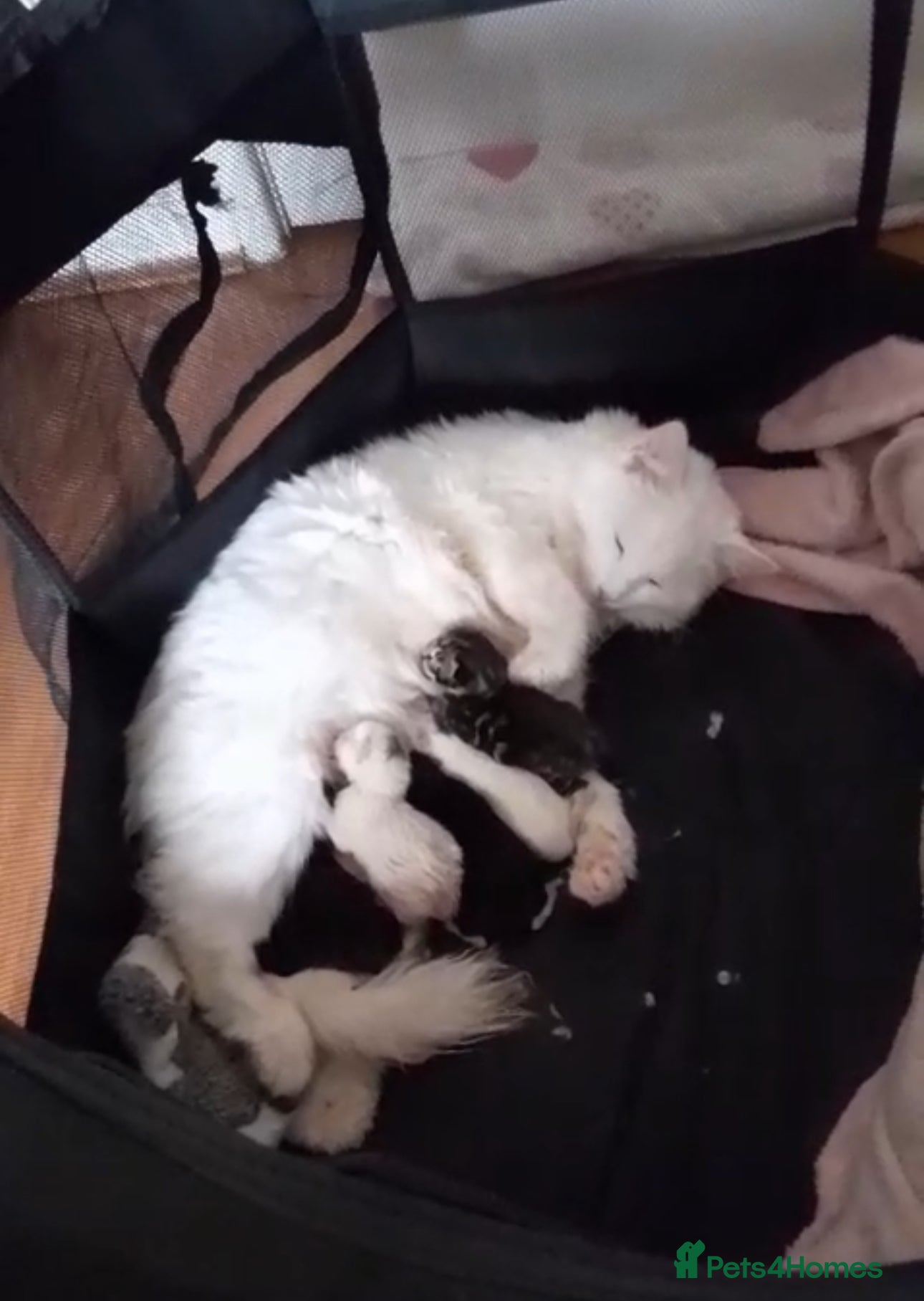 Turkish Angora cats 1 x Turkish Angora kitten plus 3 mixed breed  - Advert 2