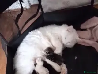 Turkish Angora cats 1 x Turkish Angora kitten plus 3 mixed breed - Advert 2