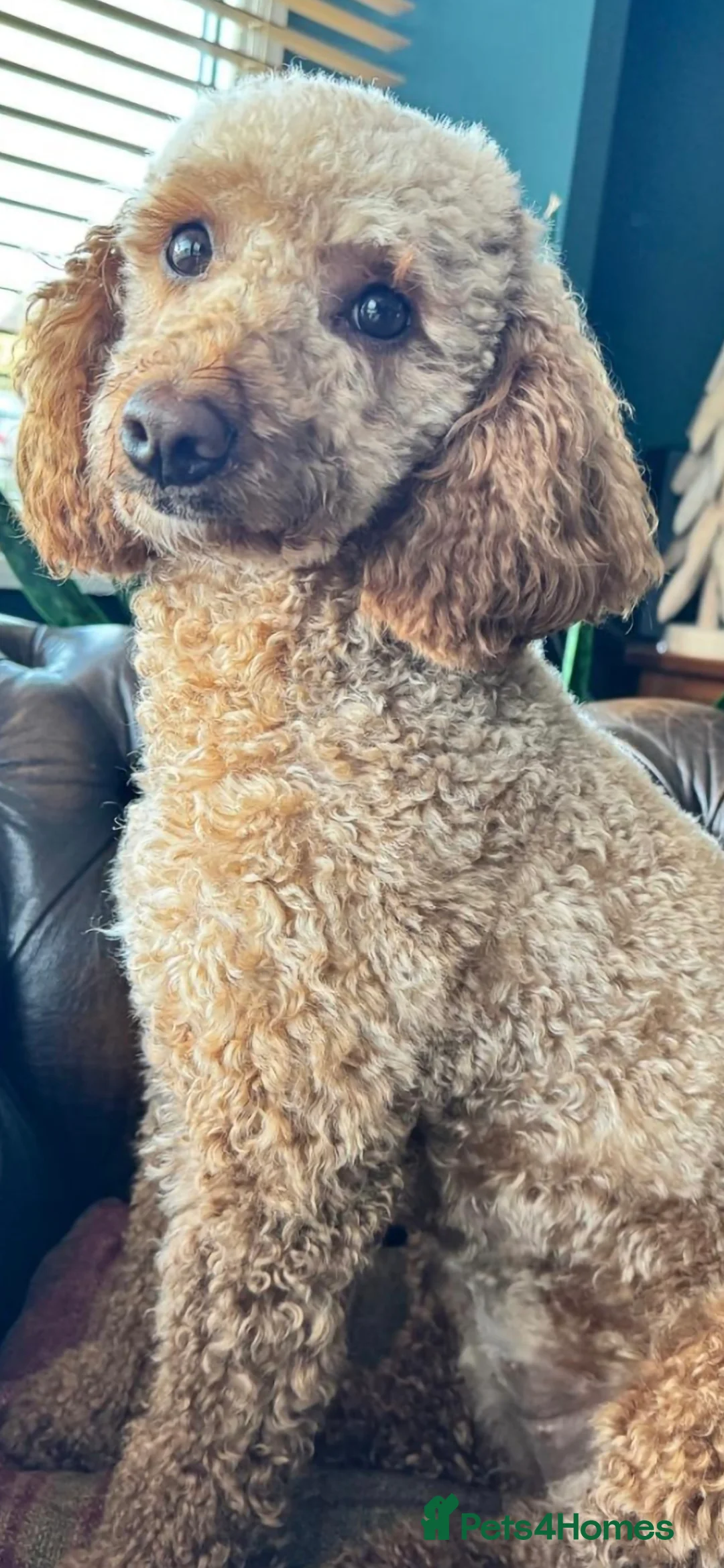 Miniature Poodle dogs for stud: EXTENSIVELY HEALTH TESTED POODLE FOR STUD - Advert 1