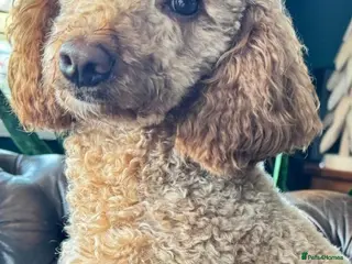 Miniature Poodle dogs EXTENSIVELY HEALTH TESTED POODLE FOR STUD - Advert 4