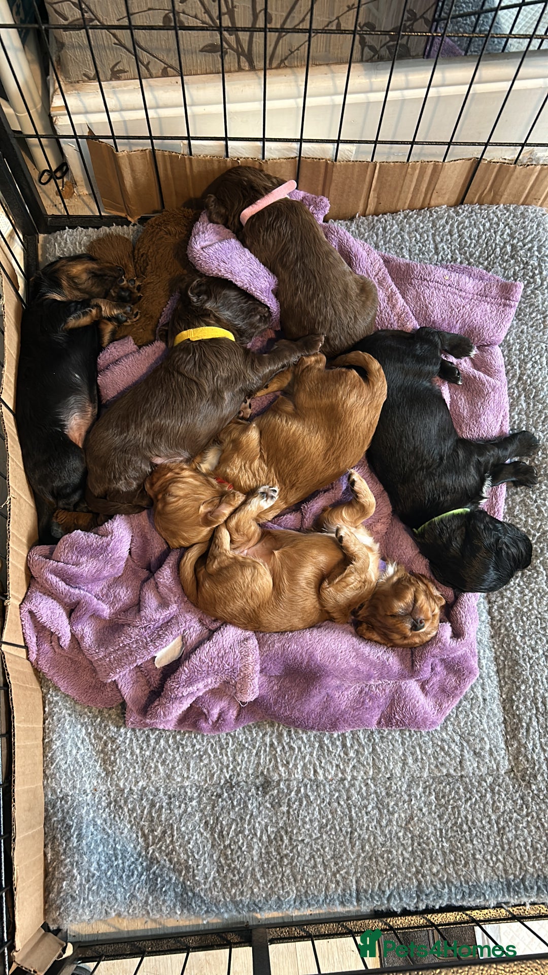 Cocker Spaniel dogs for sale: 🐶cocker spaniel puppies 🐶  - Image 17
