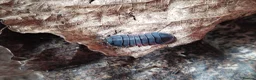 Mixed Breed livestock for sale: Isopods, millipedes and beetles  in Telford - Advert 8