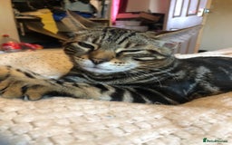 Bengal cats for sale: Bengal cross - Image 12