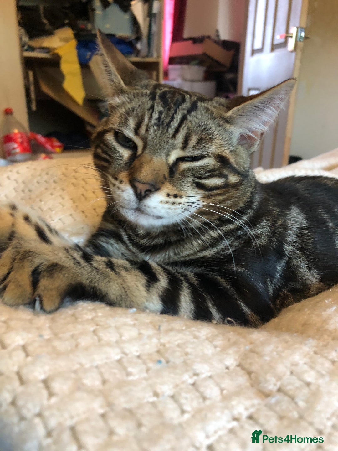 Bengal cats for sale: Bengal cross - Image 12