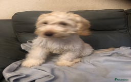 Cockapoo dogs for sale:  F1 Cockapoo MALE Dna health test Clear parents  - Image 8