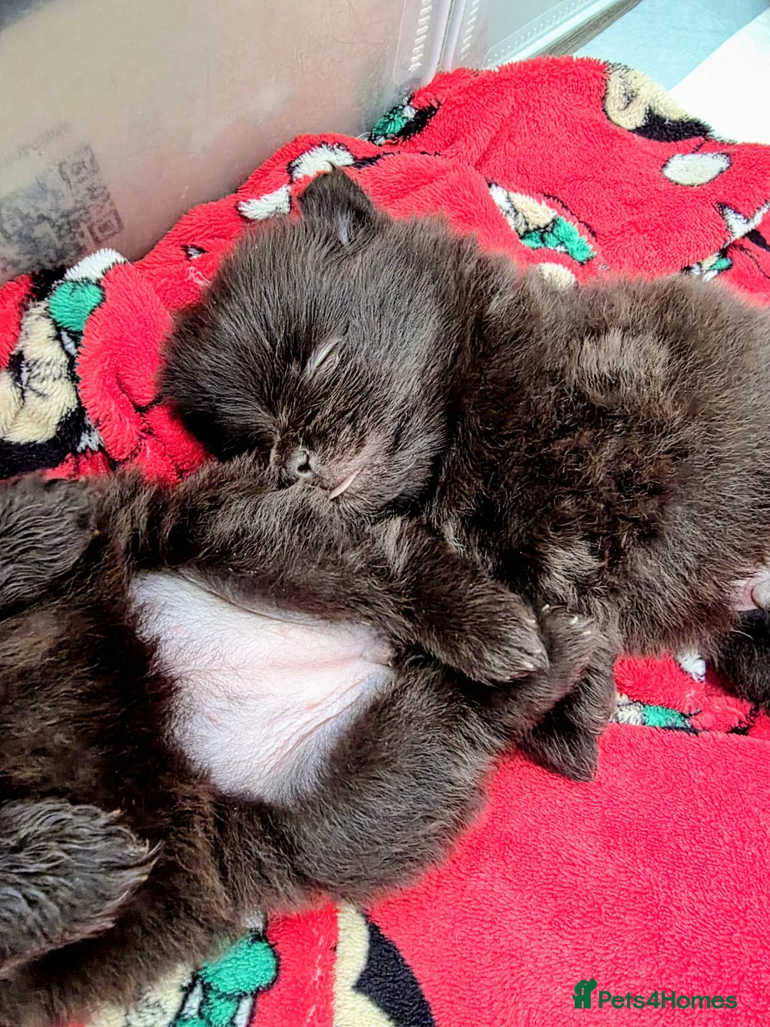Pomeranian dogs for sale: Beautiful teddy bear poms  in Neath - Advert 2