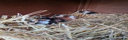 Guinea Pig rodents for sale: Herd of guinea pigs for sale in Chippenham - Advert 6