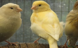 Canaries birds for sale: 2025 young aviary bred canaries for sale - Image 8