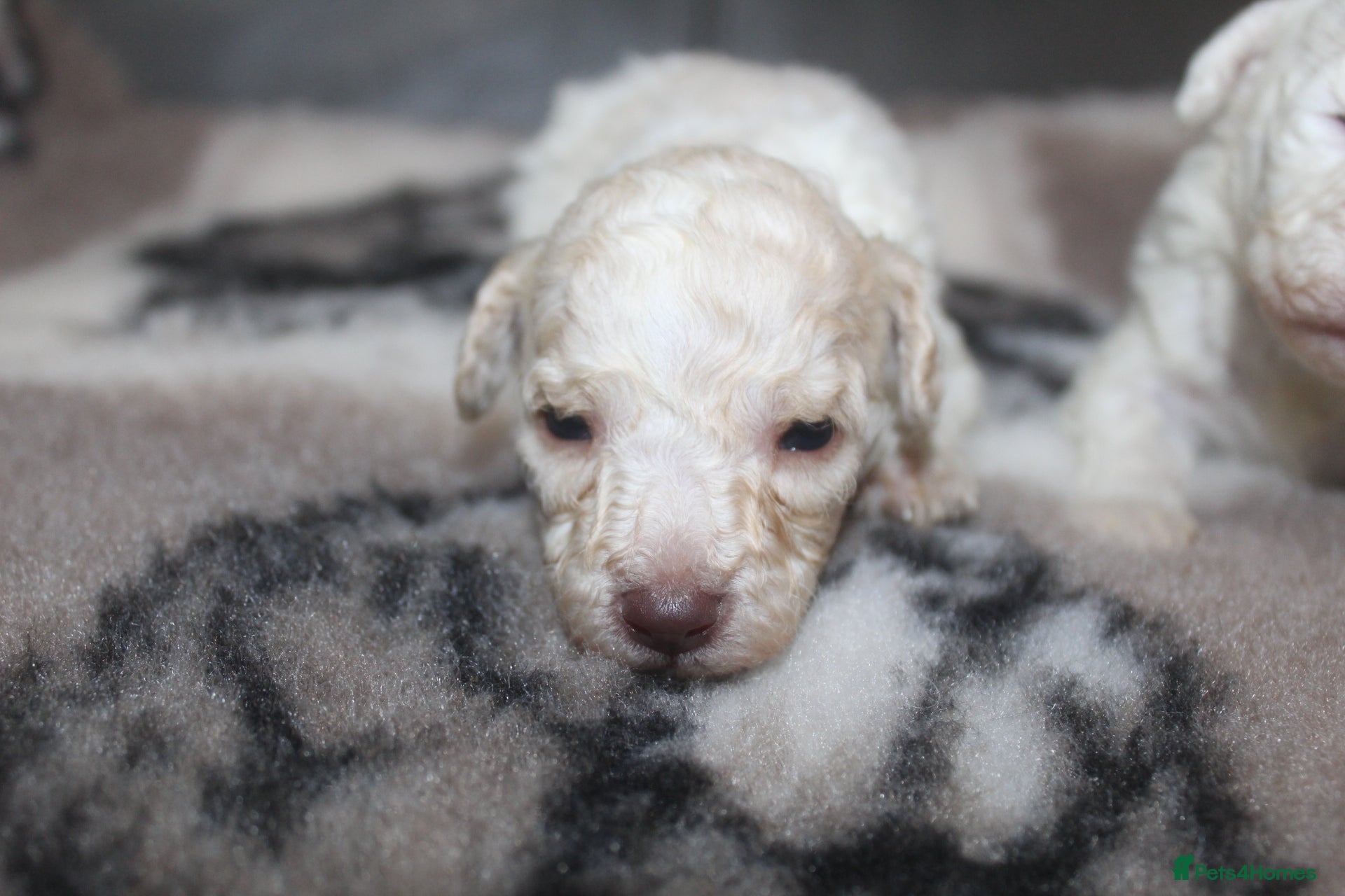 Cockapoo dogs Child friendly cockapoo puppies ready March - Advert 15