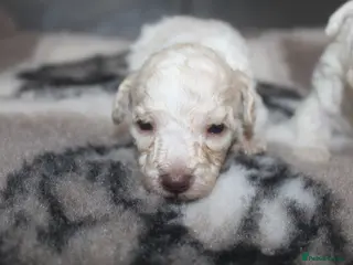 Cockapoo dogs Child friendly cockapoo puppies ready March - Advert 15