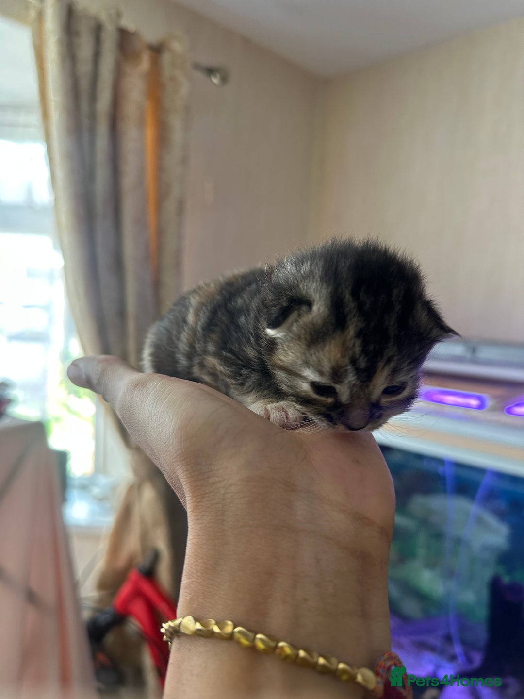 Norwegian Forest Cat cats for sale: Kittens for sale  - Image 11
