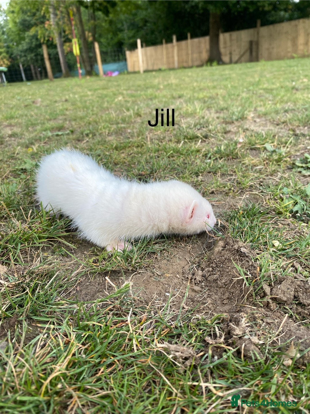 Ferret rodents for sale: 3 ferrets for sale  - Image 2