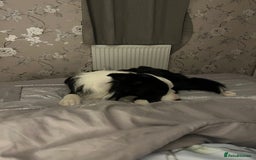 Border Collie dogs for sale: New home for max  - Image 5