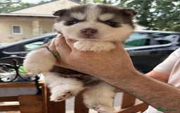 Pomsky dogs for sale: Champion bloodline f4 pomskys - Image 12