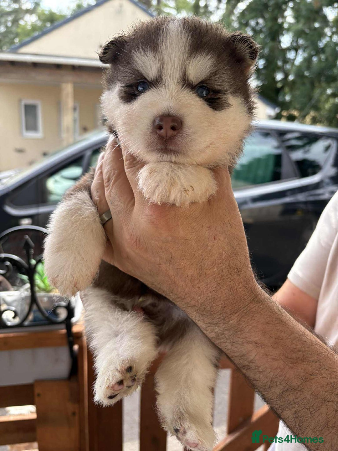Pomsky dogs for sale: Champion bloodline f4 pomskys - Image 12