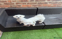 Bichon Frise dogs for sale: Gucci bichon frise - Image 10