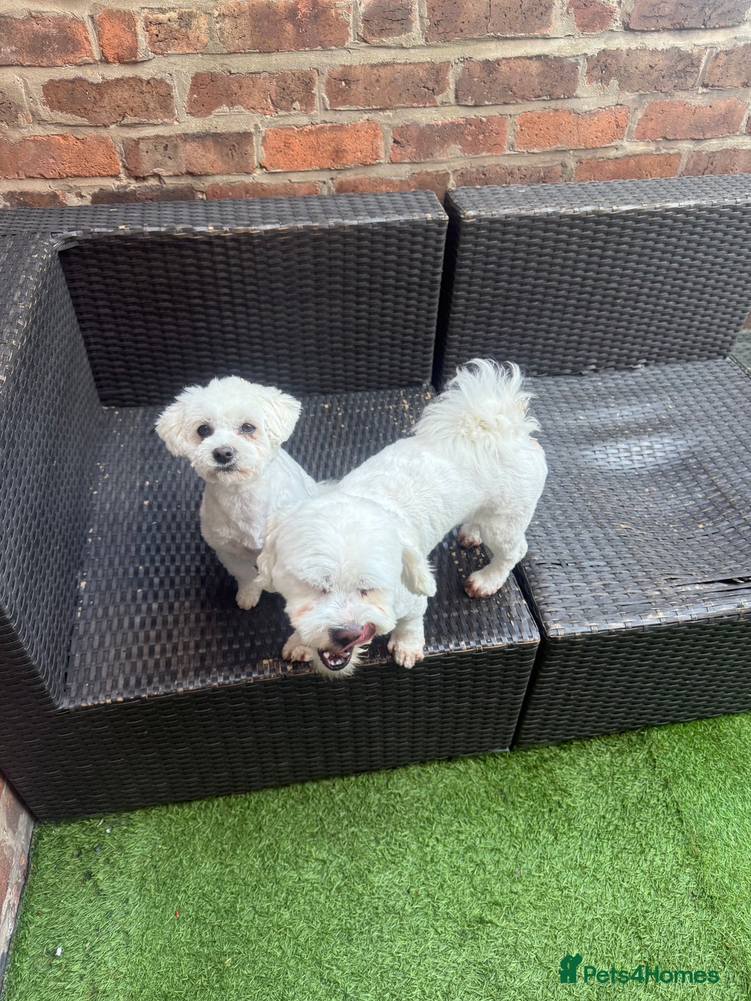Bichon Frise dogs for sale: Gucci bichon frise - Image 10
