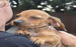 Mixed Breed dogs for sale: Patterjack x daxies  - Image 6