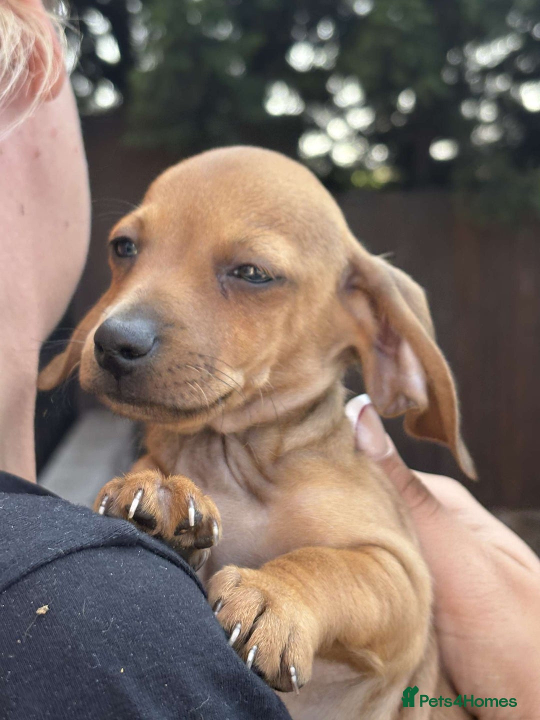 Mixed Breed dogs for sale: Patterjack x daxies  - Image 6