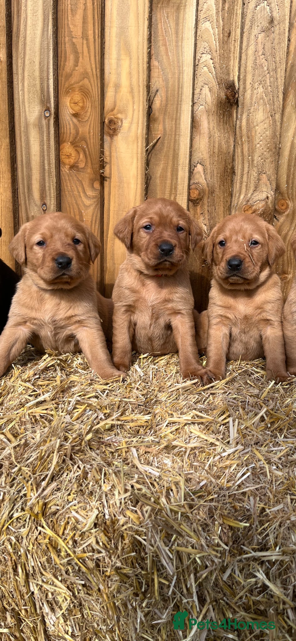 Labrador Retriever dogs ⭐️Labrador retriever puppies⭐️ - Advert 1