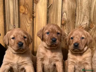 Labrador Retriever dogs ⭐️Labrador retriever puppies⭐️ - Advert 1
