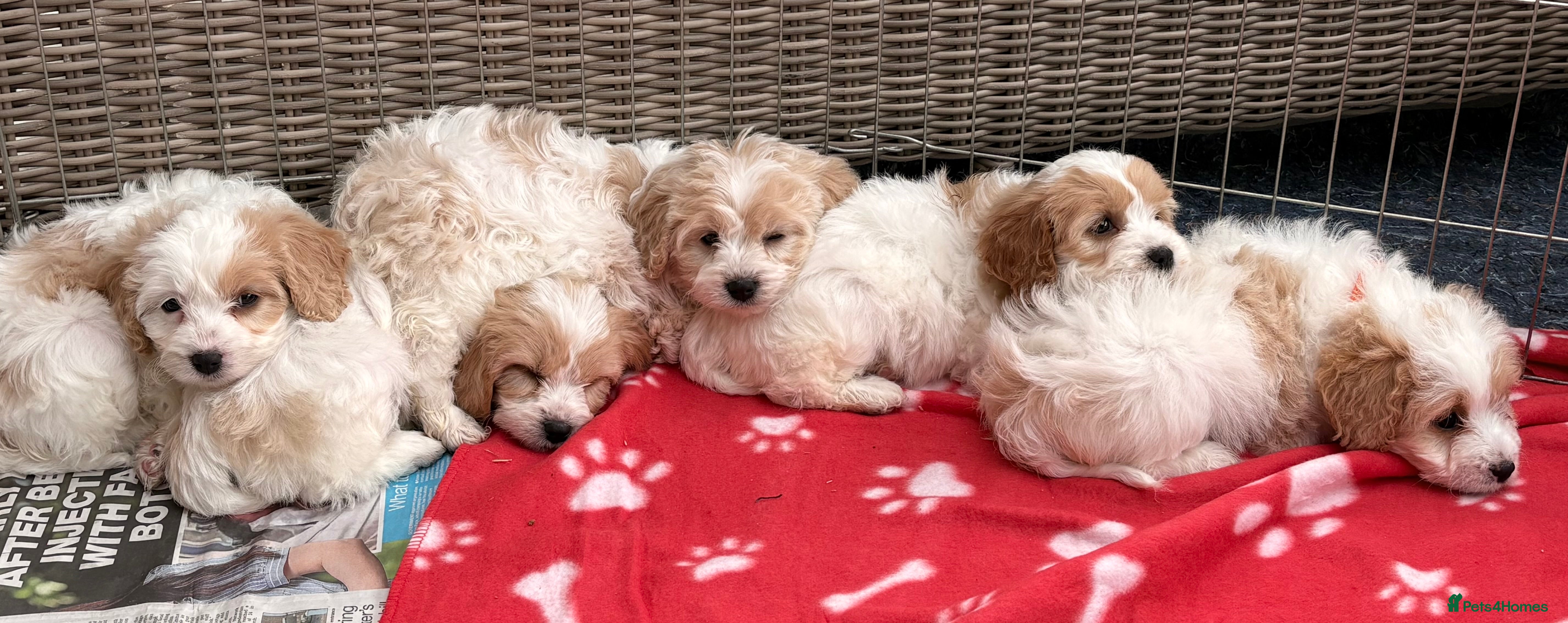 Cavapoo dogs Miniature Cavapoos  - Advert 14