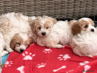 Cavapoo dogs Miniature Cavapoos - Advert 14