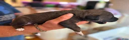 Lurcher dogs for sale: Bedlington lurcher females  in Braintree - Advert 9