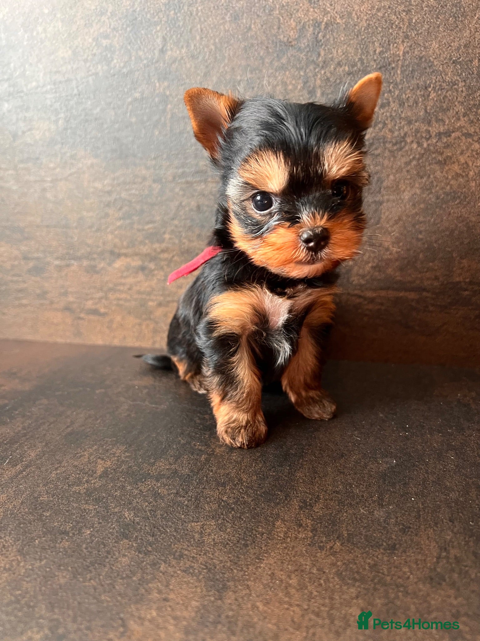 Yorkshire Terrier dogs 🌺 Only one tiny little girl is still available🌺 - Advert 3
