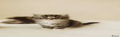 Persian 1