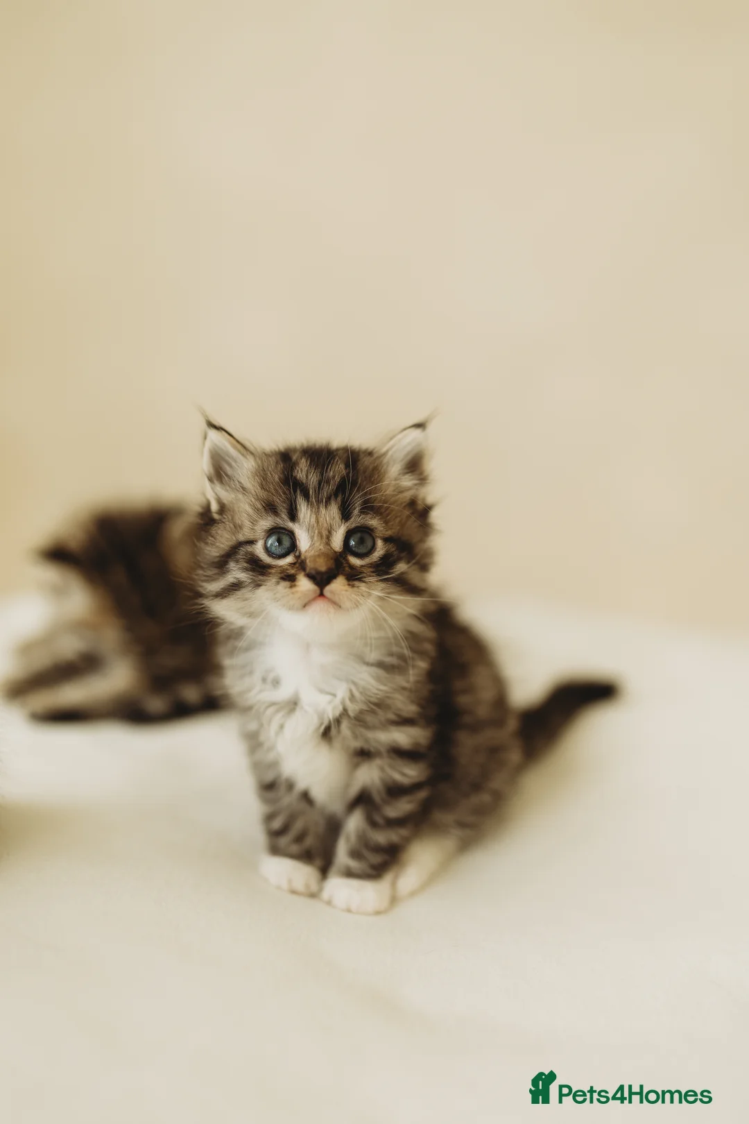 Persian cats for sale: 3 half Persian kittens - Advert 5