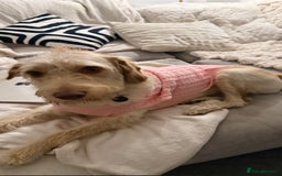 Labradoodle dogs for sale: 11 month old Miniature Labradoodle Bonnie  - Image 6