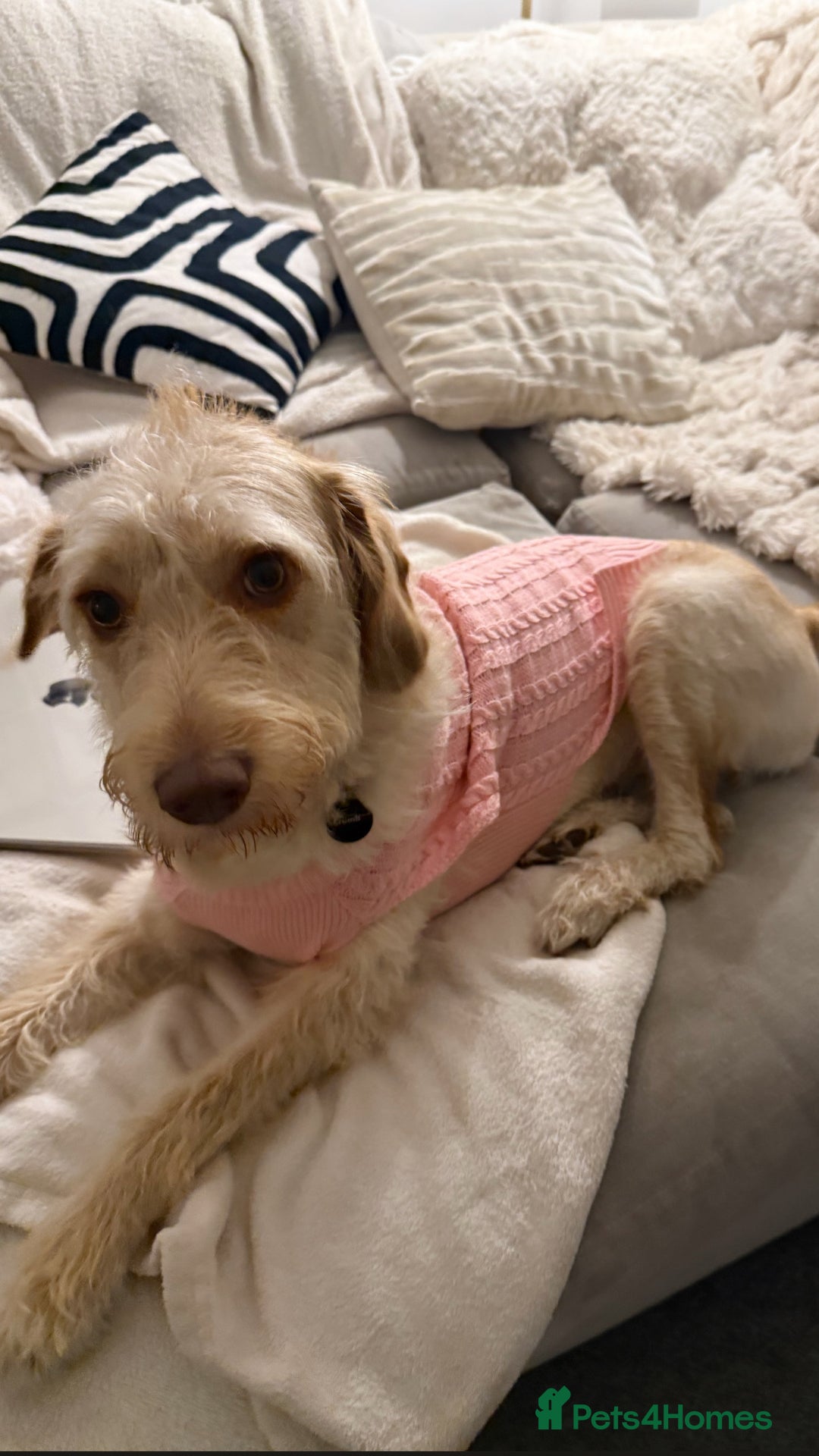 Labradoodle dogs for sale: 11 month old Miniature Labradoodle Bonnie  - Image 6