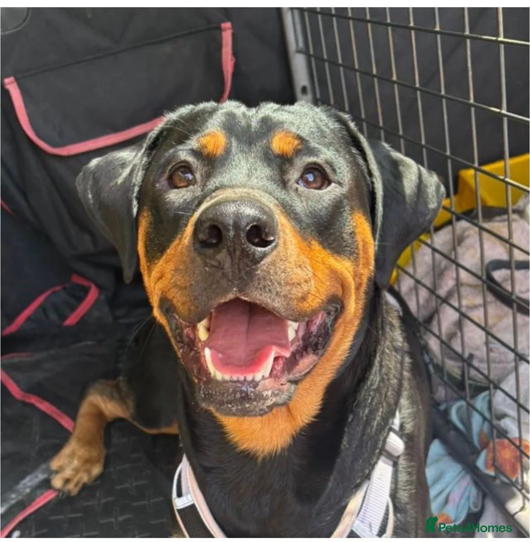 Rottweiler dogs for sale: Beautiful Rottweiler 20 Months Old - Advert 1