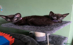 Mixed Breed cats for sale: Bombay x Tabby little girls - Image 2