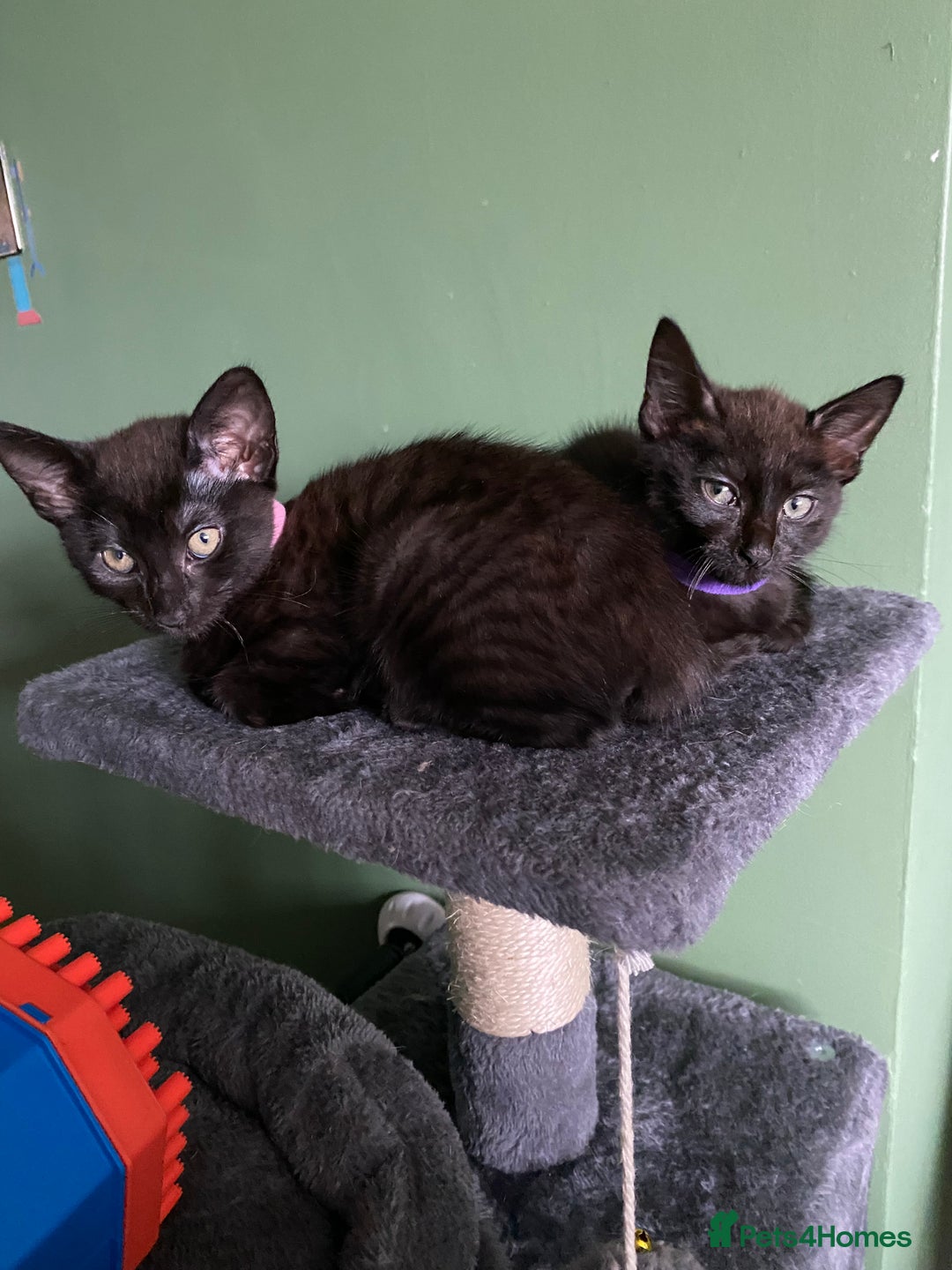 Mixed Breed cats for sale: Bombay x Tabby little girls - Image 2