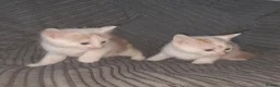 Mixed Breed cats for sale: 11 Adorable kittens 🐾 - Advert 12